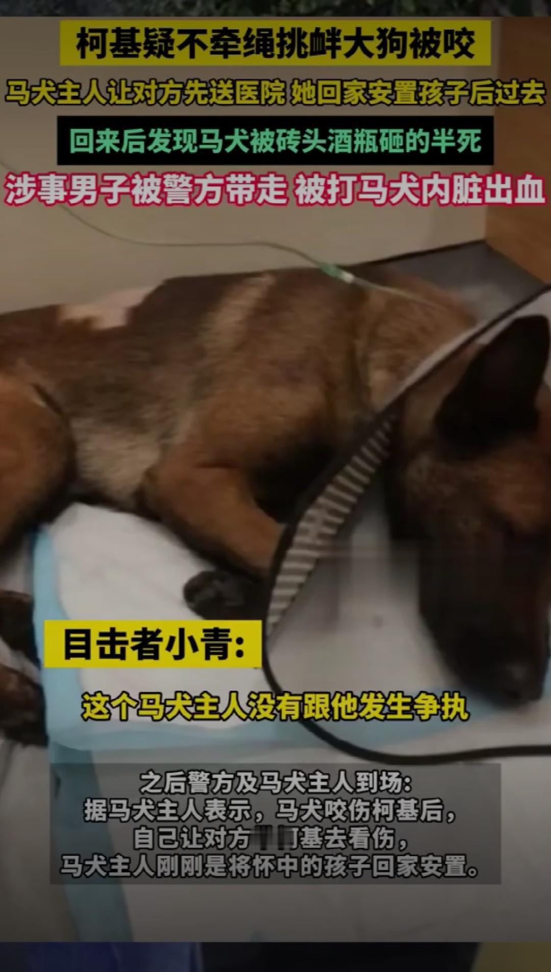 这起看似普通的宠物冲突，背后却隐藏着令人心碎的人性角力和社会责任的缺失。你是否曾