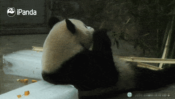 【大熊猫夏日玩冰图鉴】夏天就是疯狂想要和冰块贴贴～哪只熊玩冰的姿势最戳你？快来评