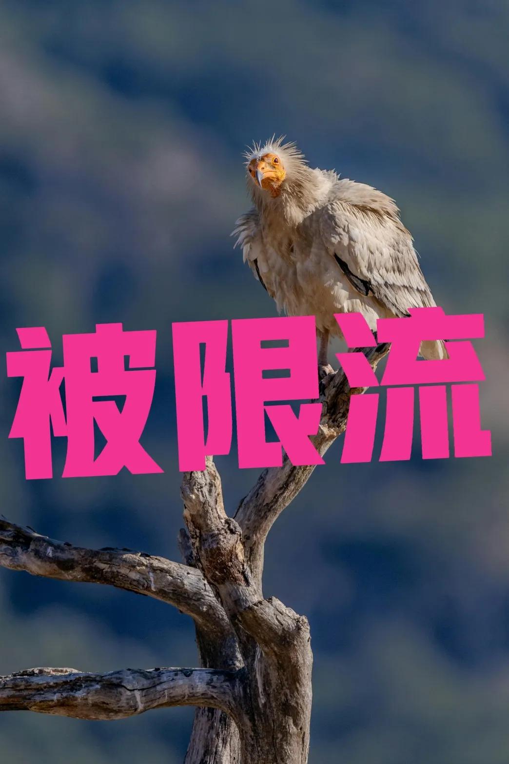 感觉头条抖音西瓜都被限流，是因为我发过一篇骂你们的头条吗[我想静静][我想静静]