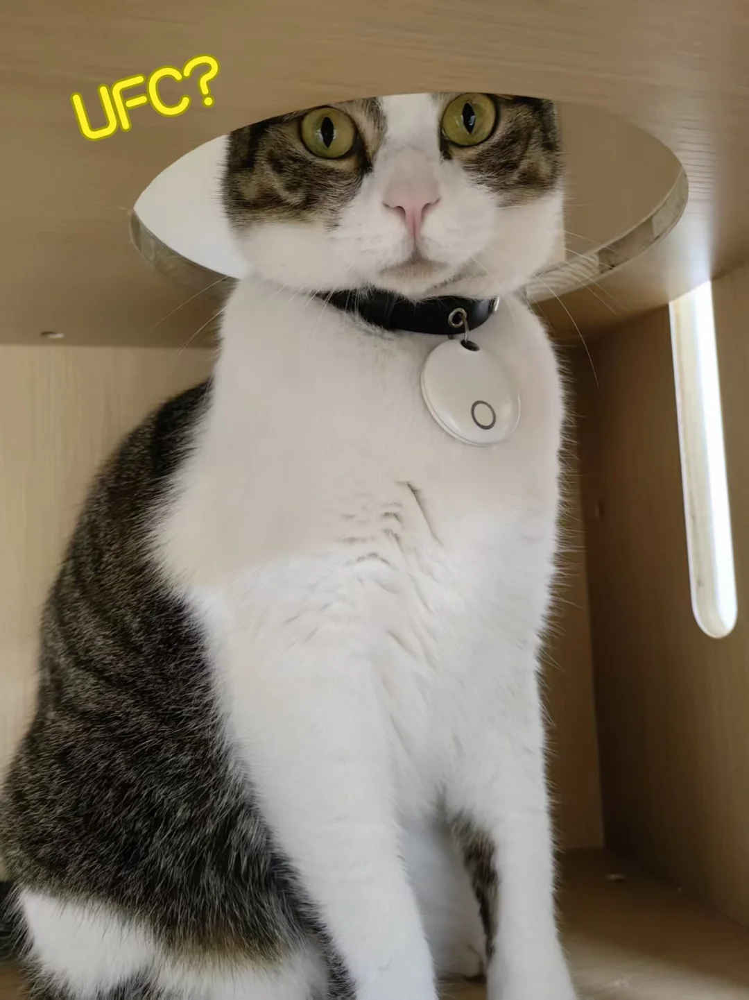 飞碟🛸猫猫