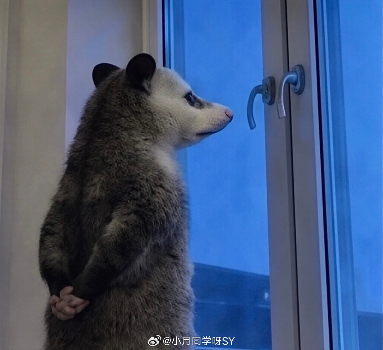 明星推荐的东西自己根本不用你要是说大牌奢牌他们推荐的话我会信他们会用、但是微商杂
