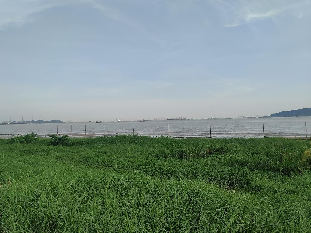 这里是大海
但岸边绿草如茵

照理说
海水边没有植物呀
奇怪