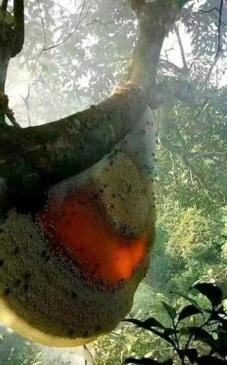 云南大表哥在哀牢山看到的野生蜂巢 ​​​