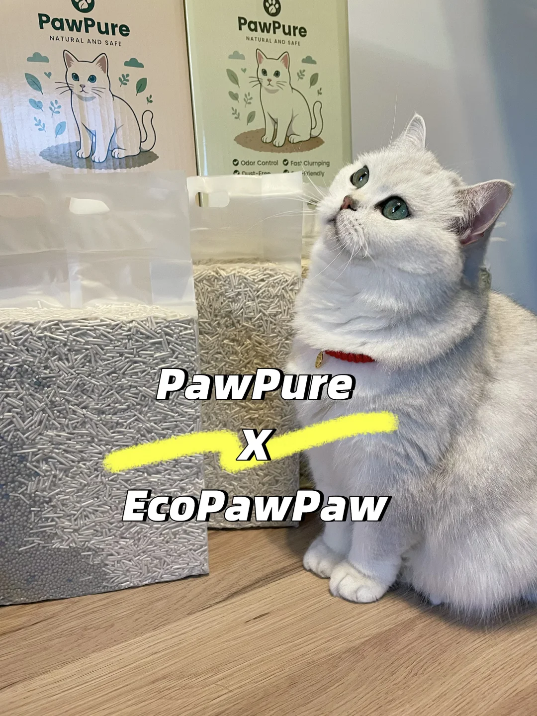 EcoPawPaw创业日常｜四款猫砂真实使用测评