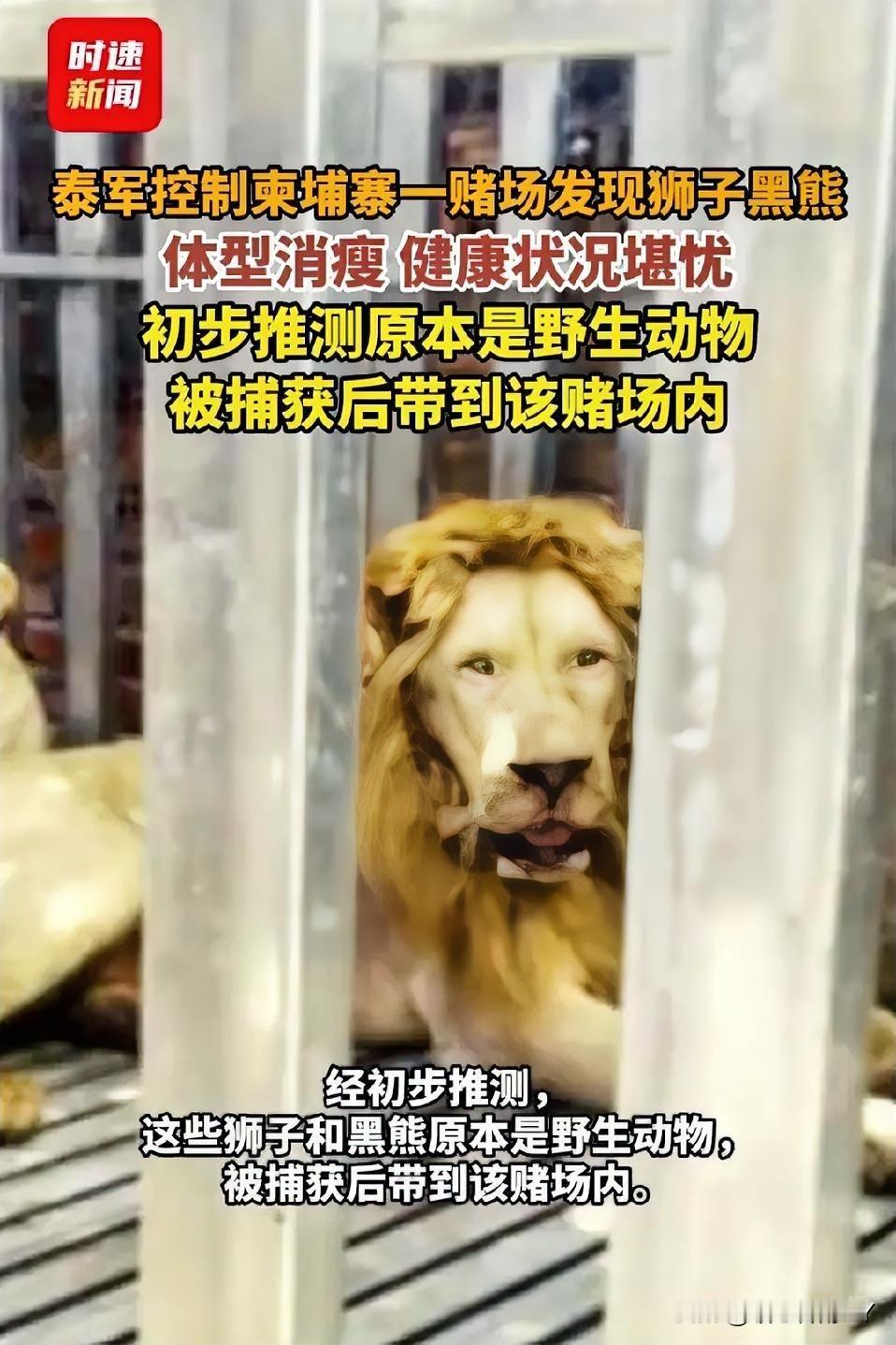 泰军这次在柬埔寨赌场的发现太惊人了！当地时间12月22日，他们控制赌场清理时，竟