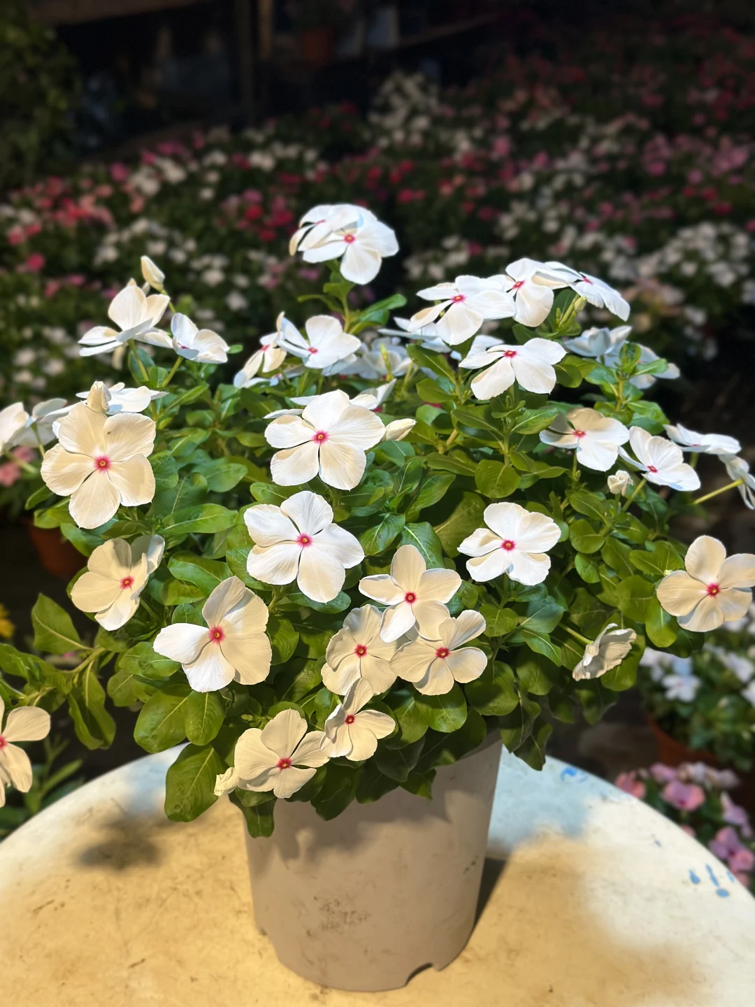 长春花 白布丁