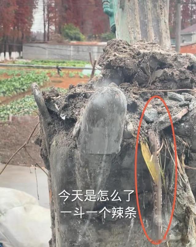 还要不要接着挖？浙江嘉兴，一名开挖掘机的小伙帮人挖地基，可令他万万没想到的是，一
