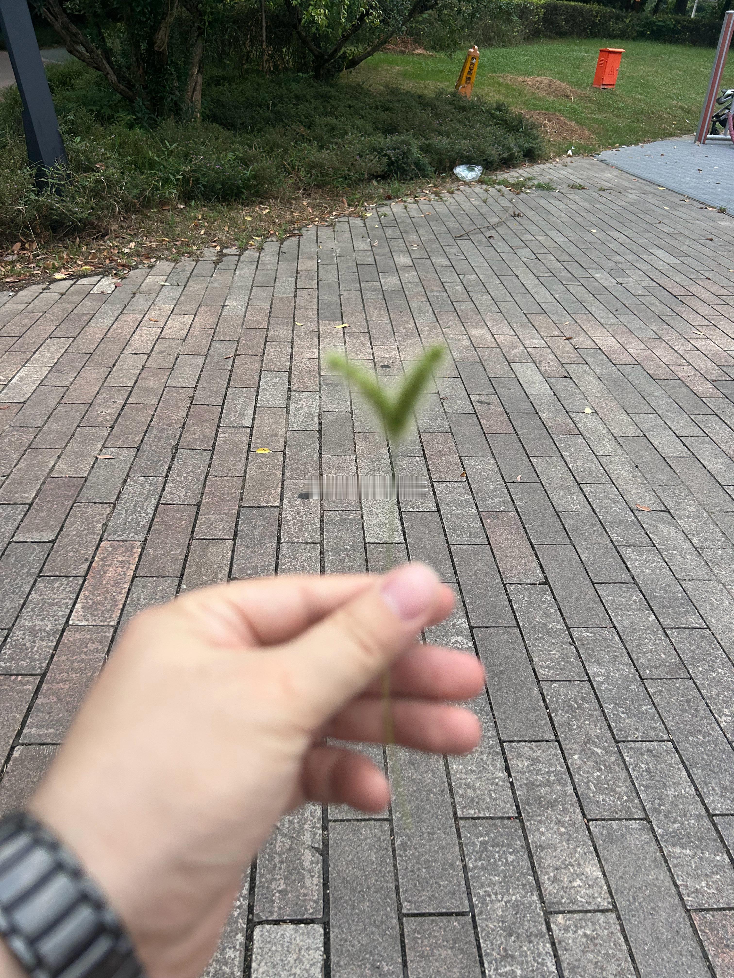 第一次见“双胞胎”狗尾巴草 ​​​