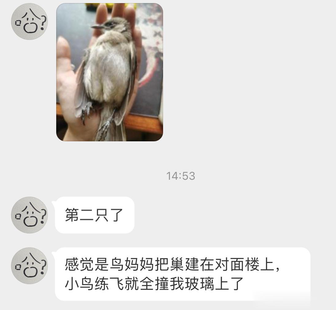 #鸟粉投稿# 离巢学飞的【白头鹎bēi】宝宝它俩商量好的…双双撞上同一块玻璃上 