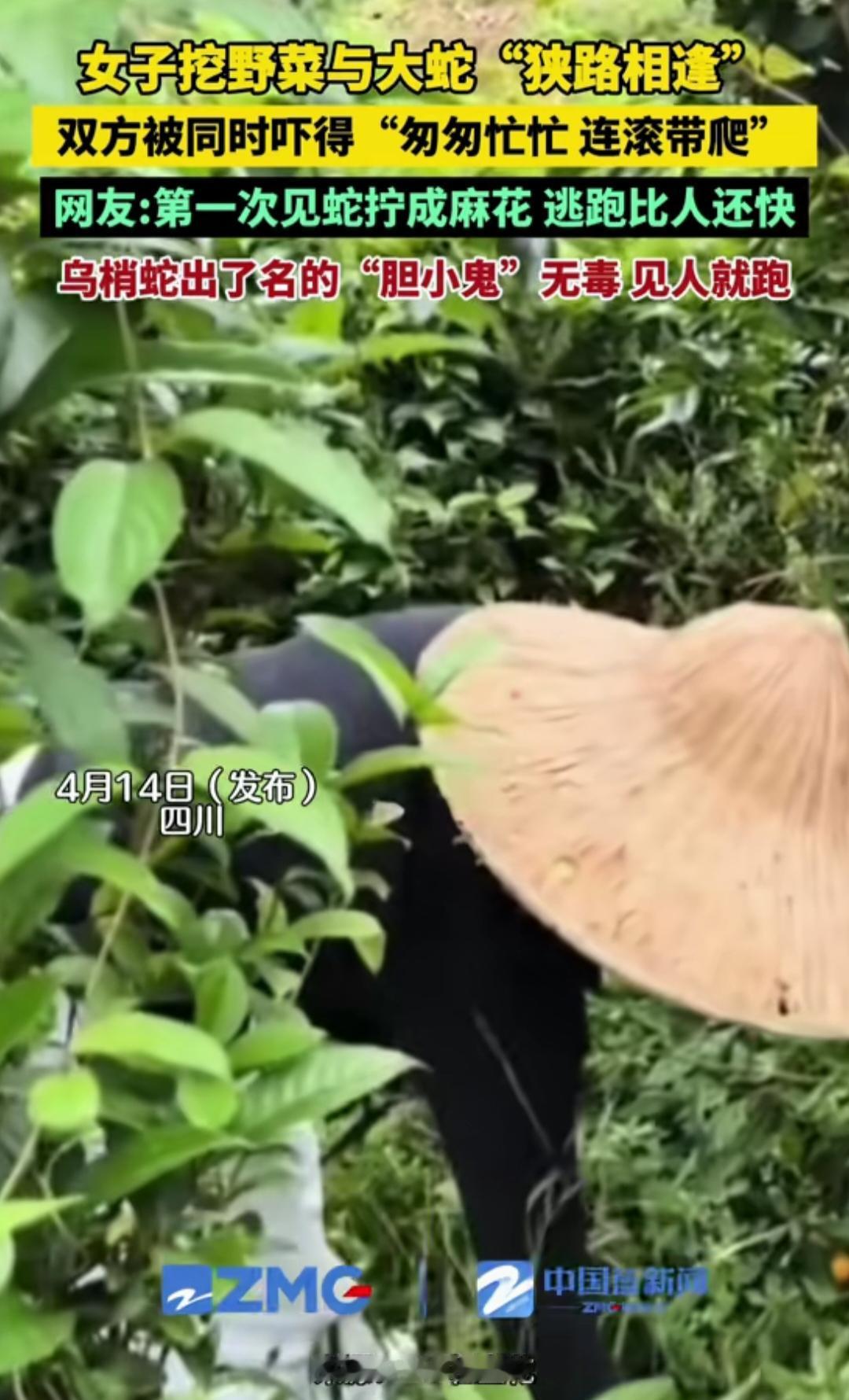 “笑不活了！”四川，女子去挖野菜，突然看到一条大蛇。没想到，她和大蛇同时吓得连滚