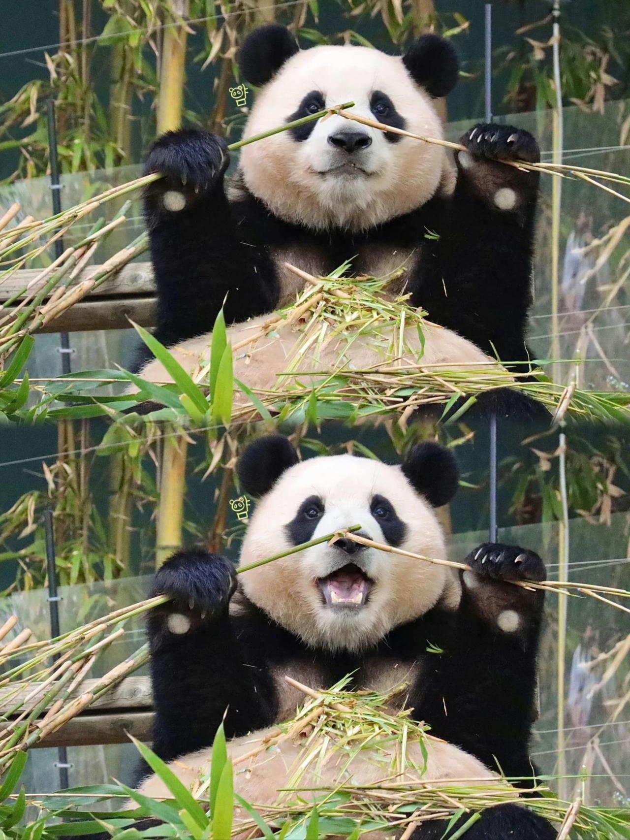 没有商量余地，中国直接收回，17万日本人泪奔，高市闯祸了！
一场离别在东京上演。