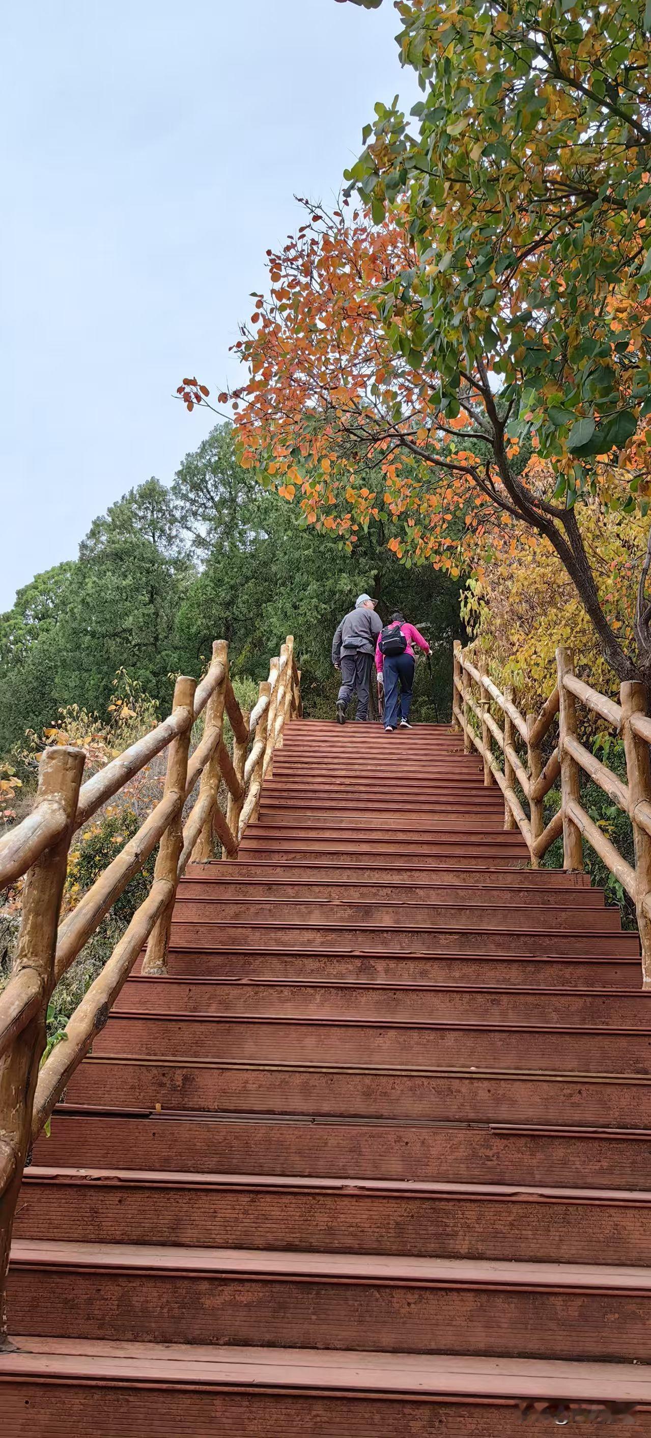 重阳节恰逢周末，登牧牛山。

天高云淡，秋风送爽。敏感的黄栌，提前感知到秋信，霜