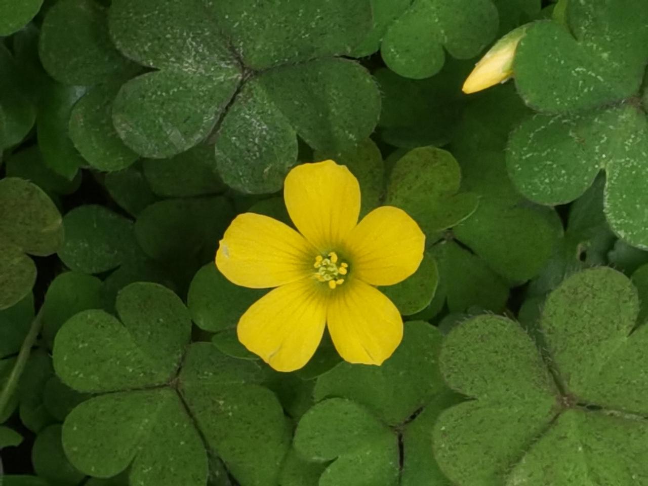 记得初一，学校开设了中草药课，老师是刘中正。长相和一个电影讲“马尾巴的功能”的演