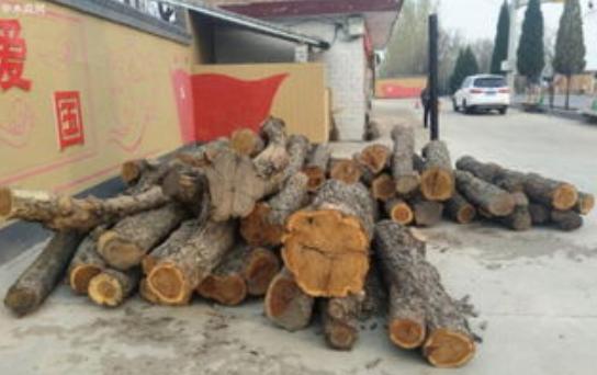 为什么枣木不能当柴烧？一位60岁的护林员告诉我，大部分树木死后都能当柴火烧，唯独