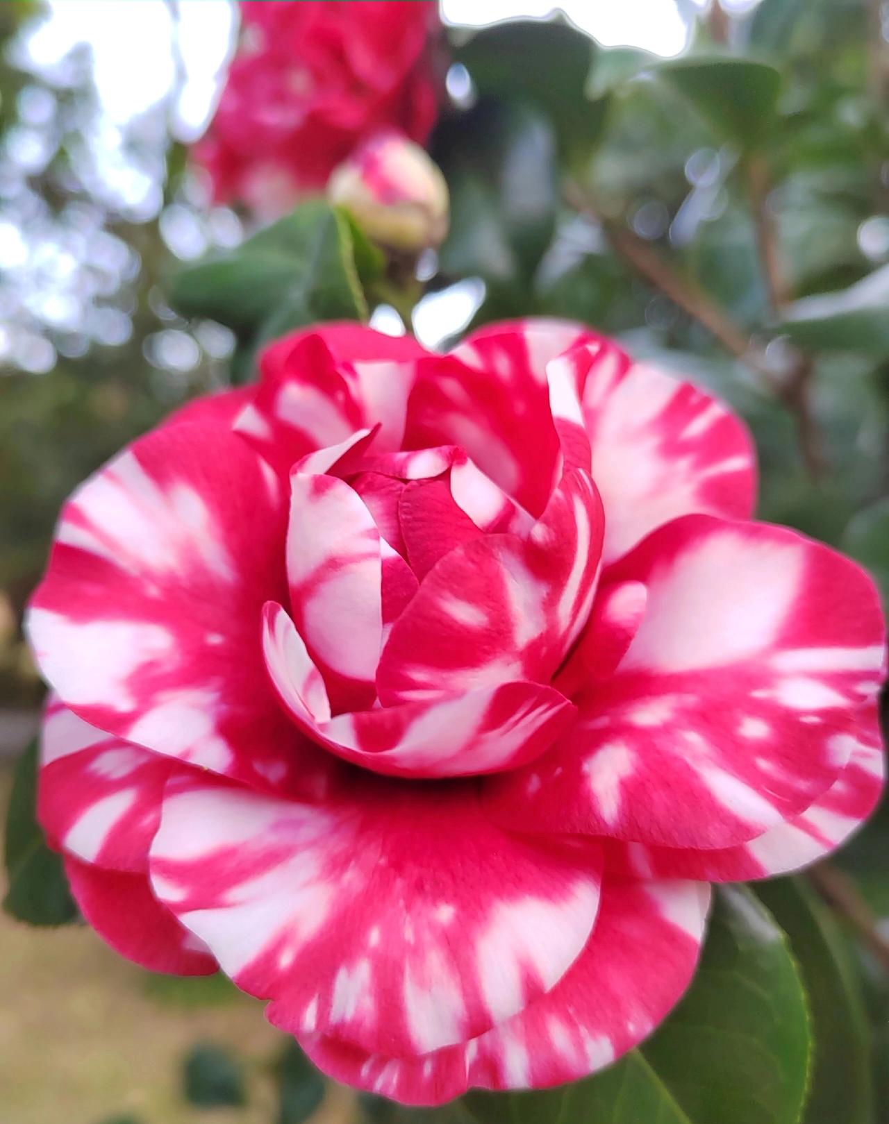 今年春天最想实现的心愿我这小小的愿望已经实现了。就是去看一个花海就是去一次几公里