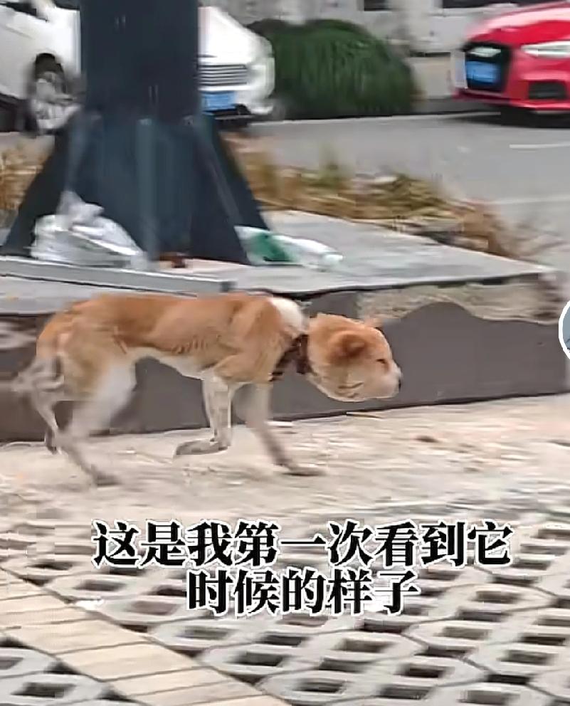 泪目！女子在街头看到一只脖子被绳子勒得血肉模糊的狗狗，见到人就惊慌失措的躲开，为