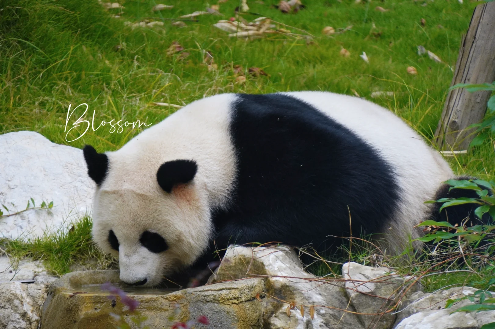 251005 科豆豆，男版科大姐姐