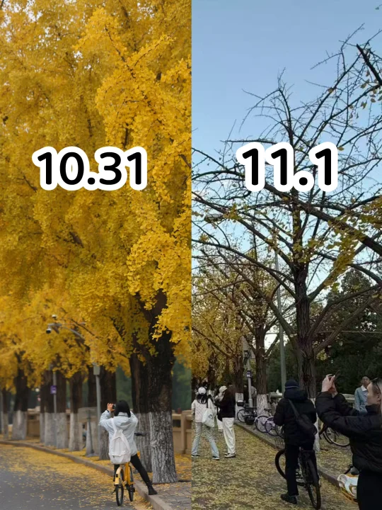 银杏真的会一夜掉光吗？会！亲眼目睹