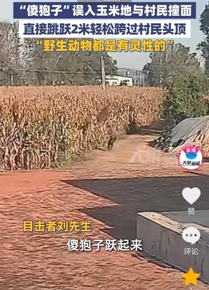 傻狍子？辽宁朝阳，狍子误入村民玉米地，直接和村民撞了个对面，下一刻狍子的举动打破