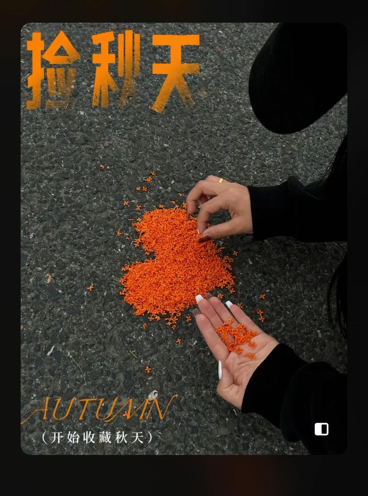 早晨好！秋天到了，一起来捡秋天迎接这个美好的季节！它带给我们凉爽的感觉，带给我们