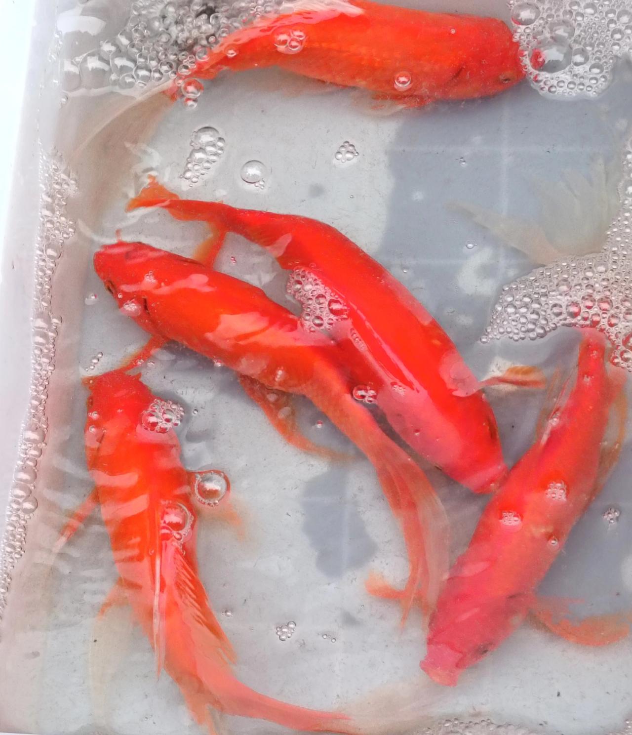 今天在正好看到卖鱼的，我蹲在塑料箱边戳戳水：“大姐，这鱼红得跟掉色似的，能养活不