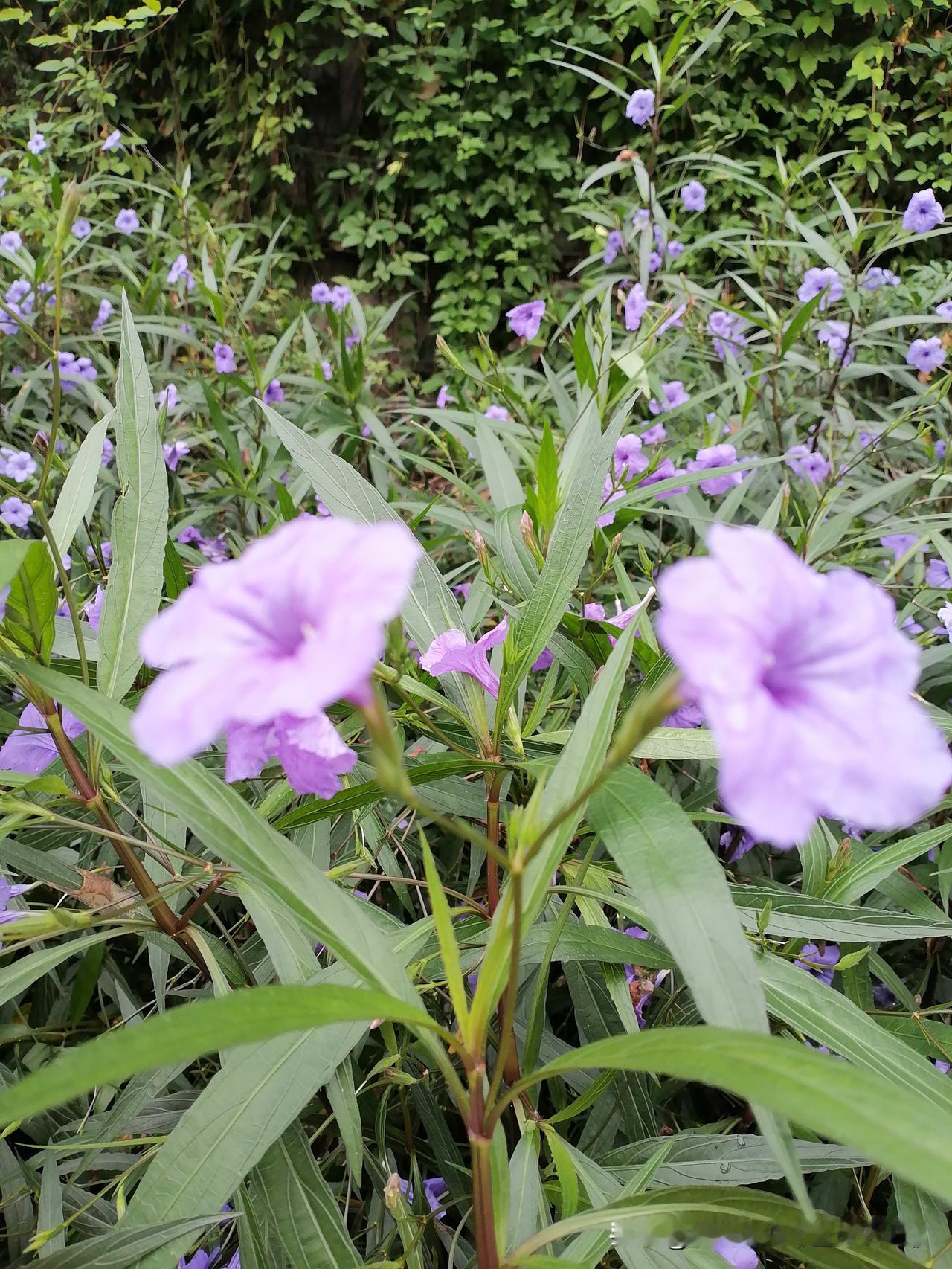随手拍花，美景