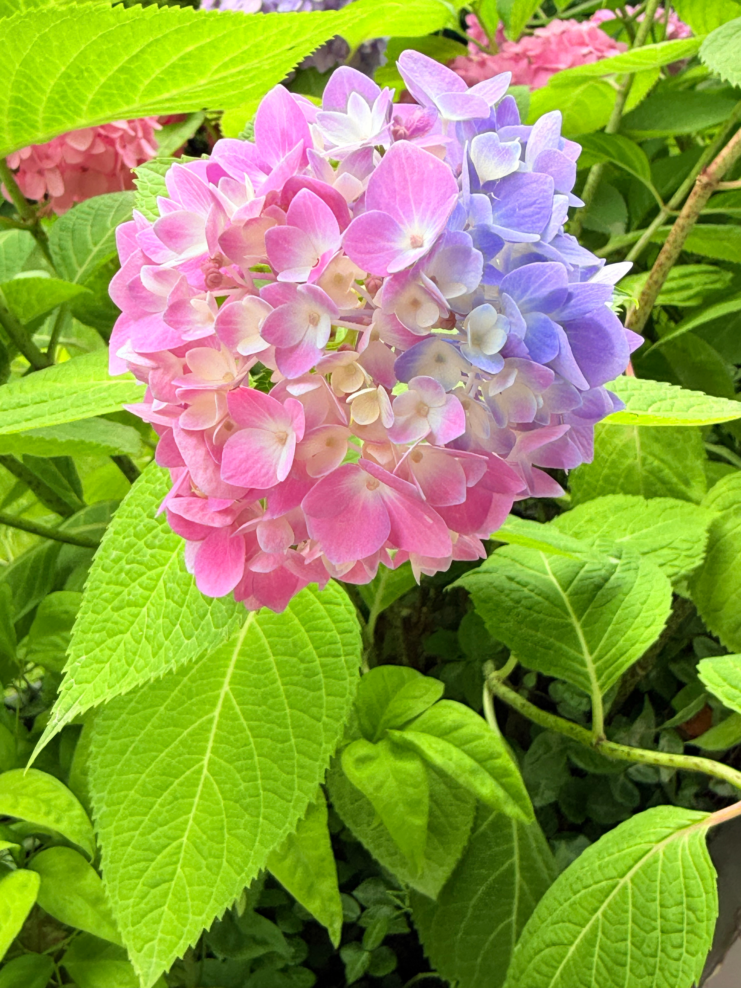 无尽夏。喜欢这名字。2026年5月31日14:46。