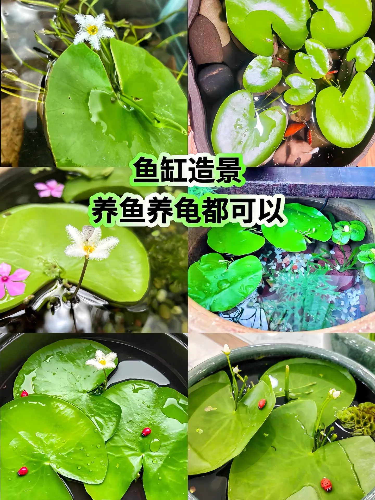 一叶莲 不用泥不用土，一片计子放在水里航会开花繁殖长出新的十子。有水就...