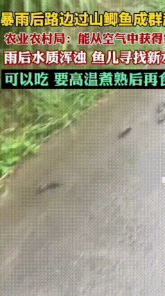 雨后罕见一幕！广西成群鱼儿组团上街徒步搬家
 广西防城港大雨过后，街头出现十分有