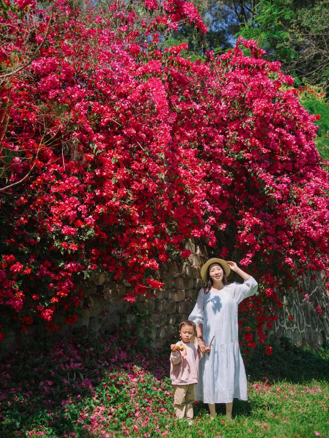 就在天河区🌸这个免费公园三角梅开满了