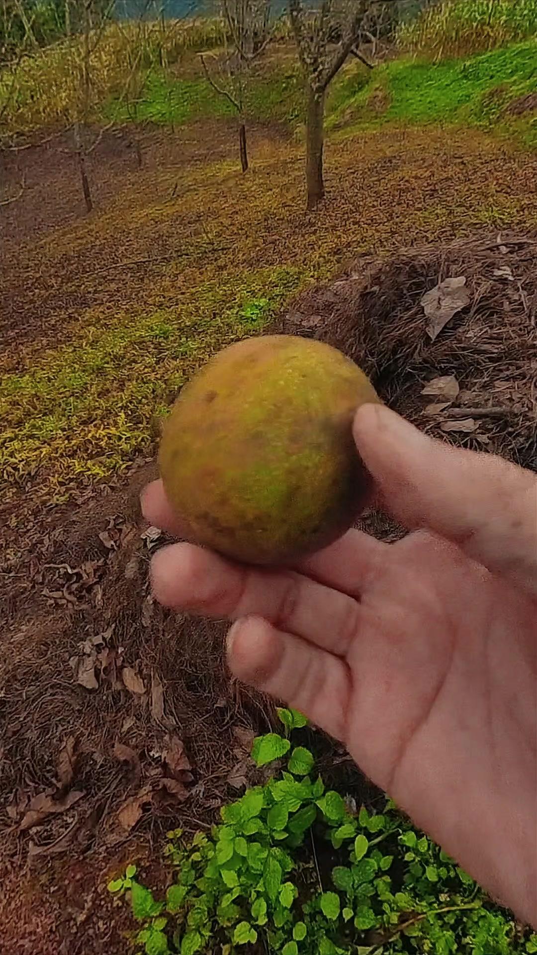 🌰双节去了大理漾濞的核桃源，才懂为什么要吃自然成熟的核桃。

这层青皮汁水多，