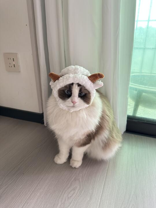 咩咩猫🐑