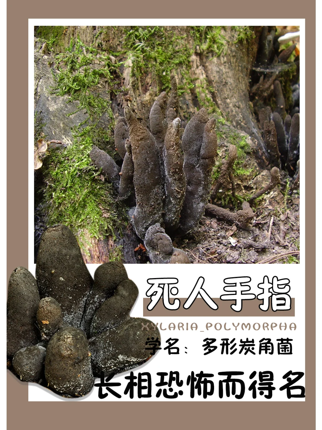 敢取这个名字，一定很可怕~