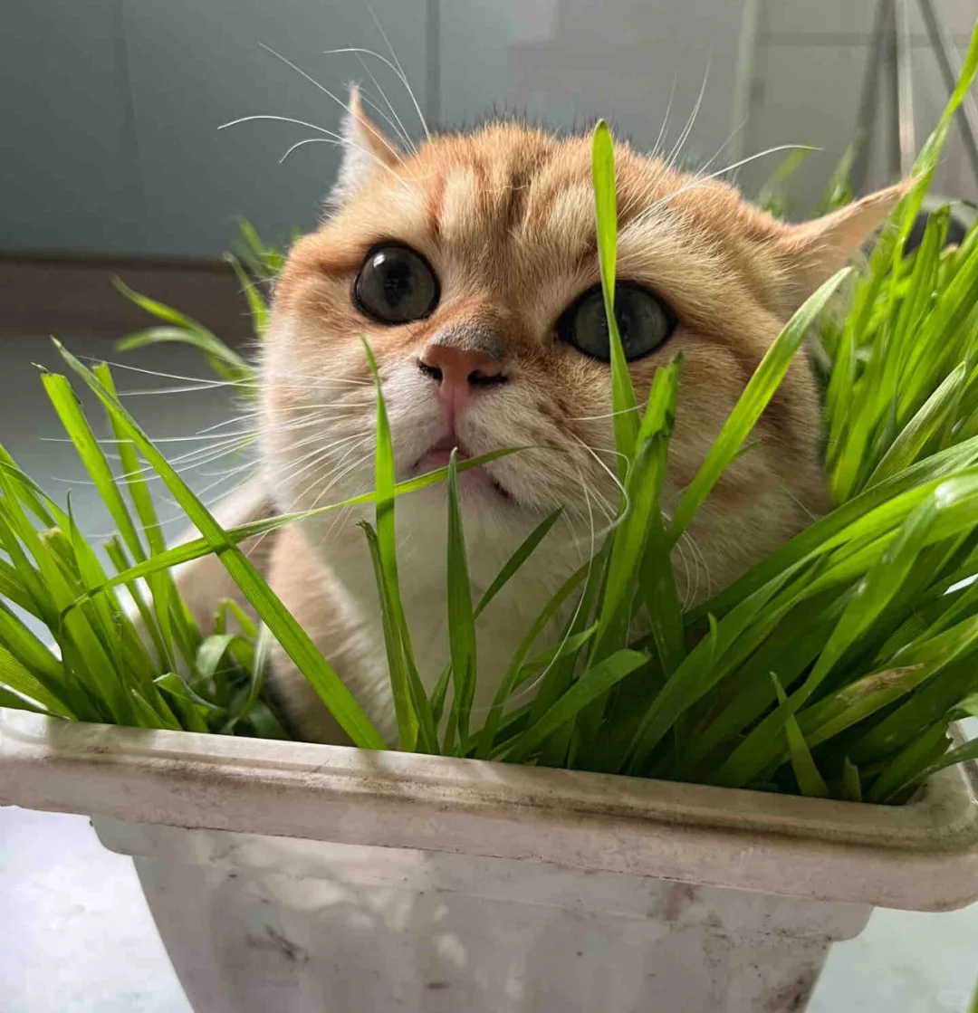 春天万物复苏，花盆里又长出🐱了。。。