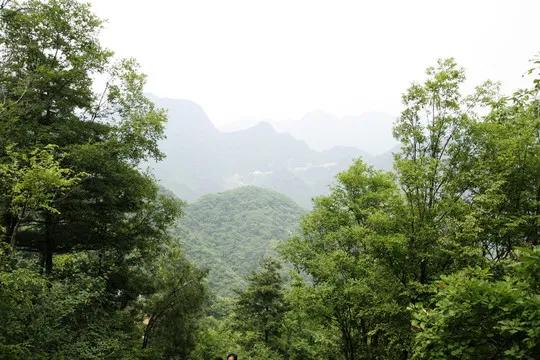 黄河流域九省森林覆盖率排名：
1.陕西：43%
2.四川：38%
3.河南：24
