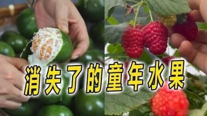 小时候吃的很多水果都慢慢消失了现在逛超市真挺扎心的，货架上的水果个个长得跟选美冠