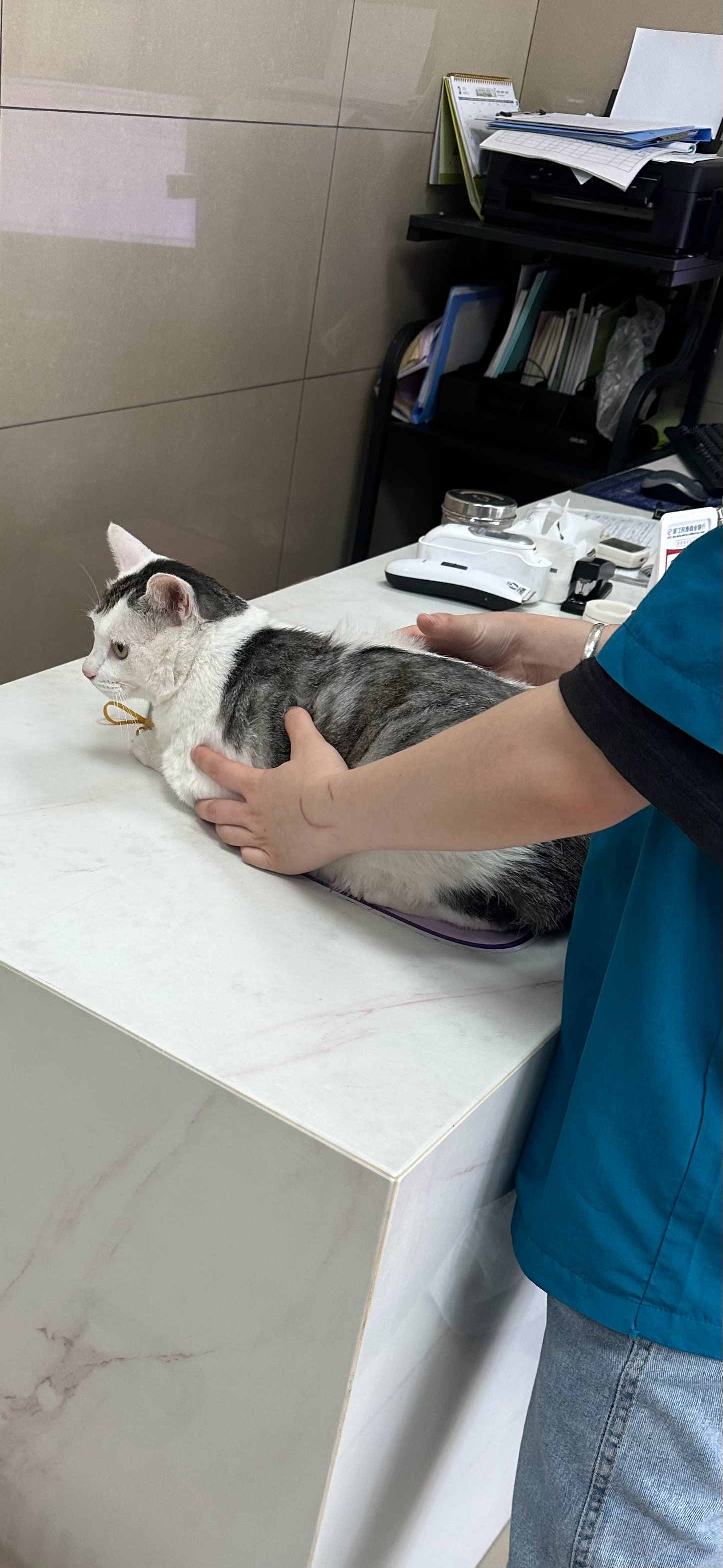 真服了这猪 