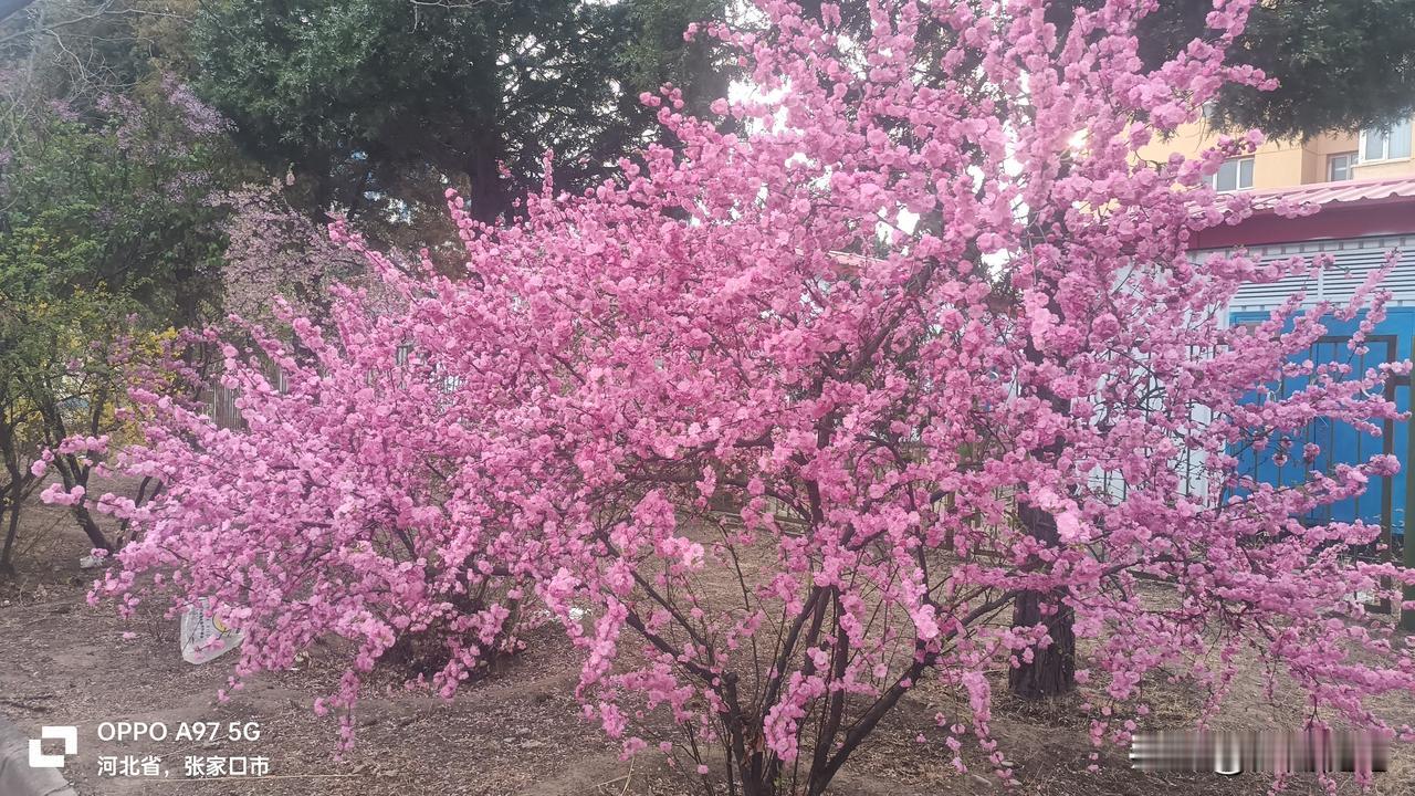 1. 小区花树开得真好，粉艳艳的，把家旁的春光都留住啦。
​
2. 满枝繁花真喜