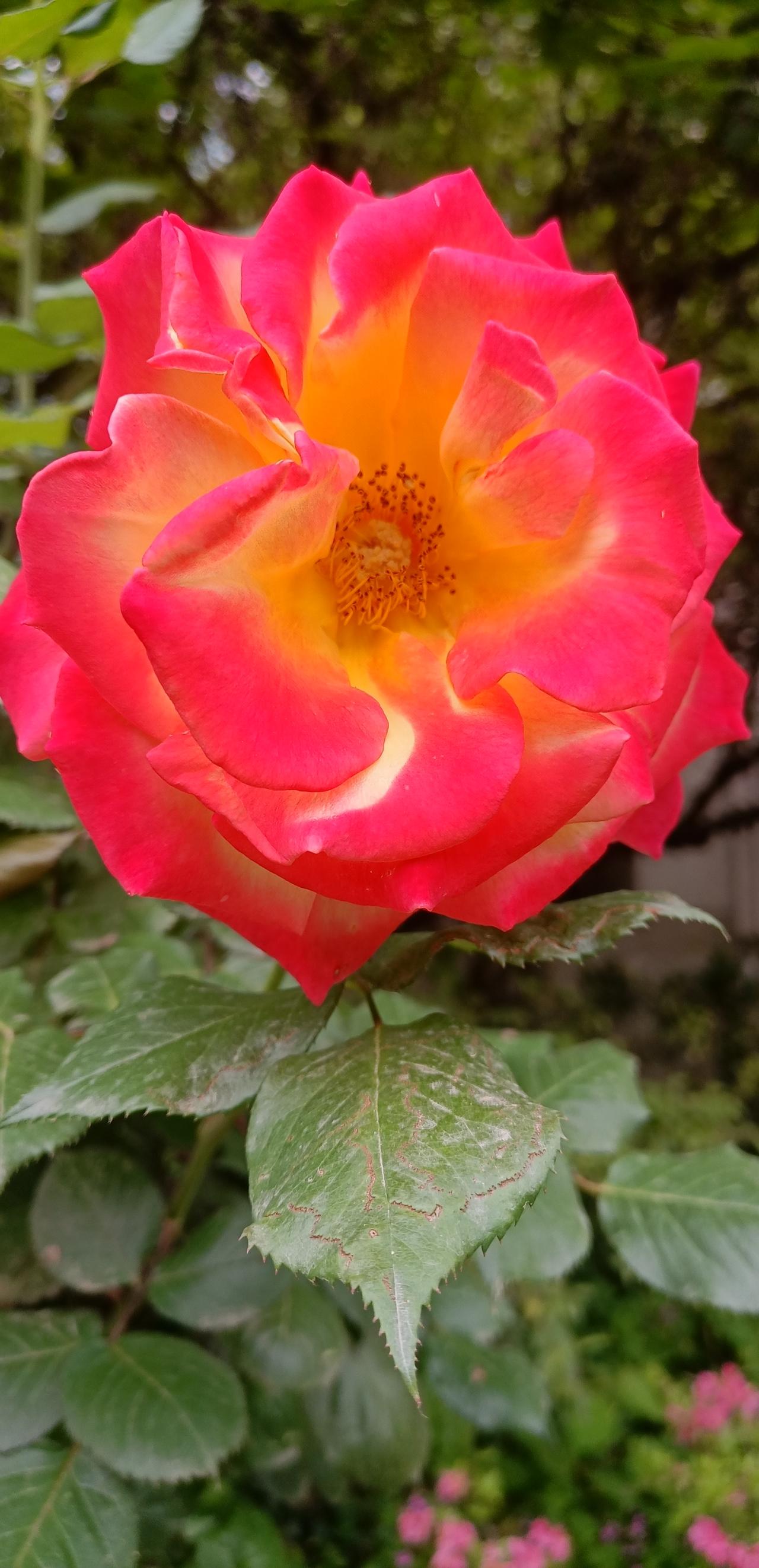 【春之韵·季节的永恒承诺】春日生活打卡季

“风有约，花不误，年年岁岁不相负。”
