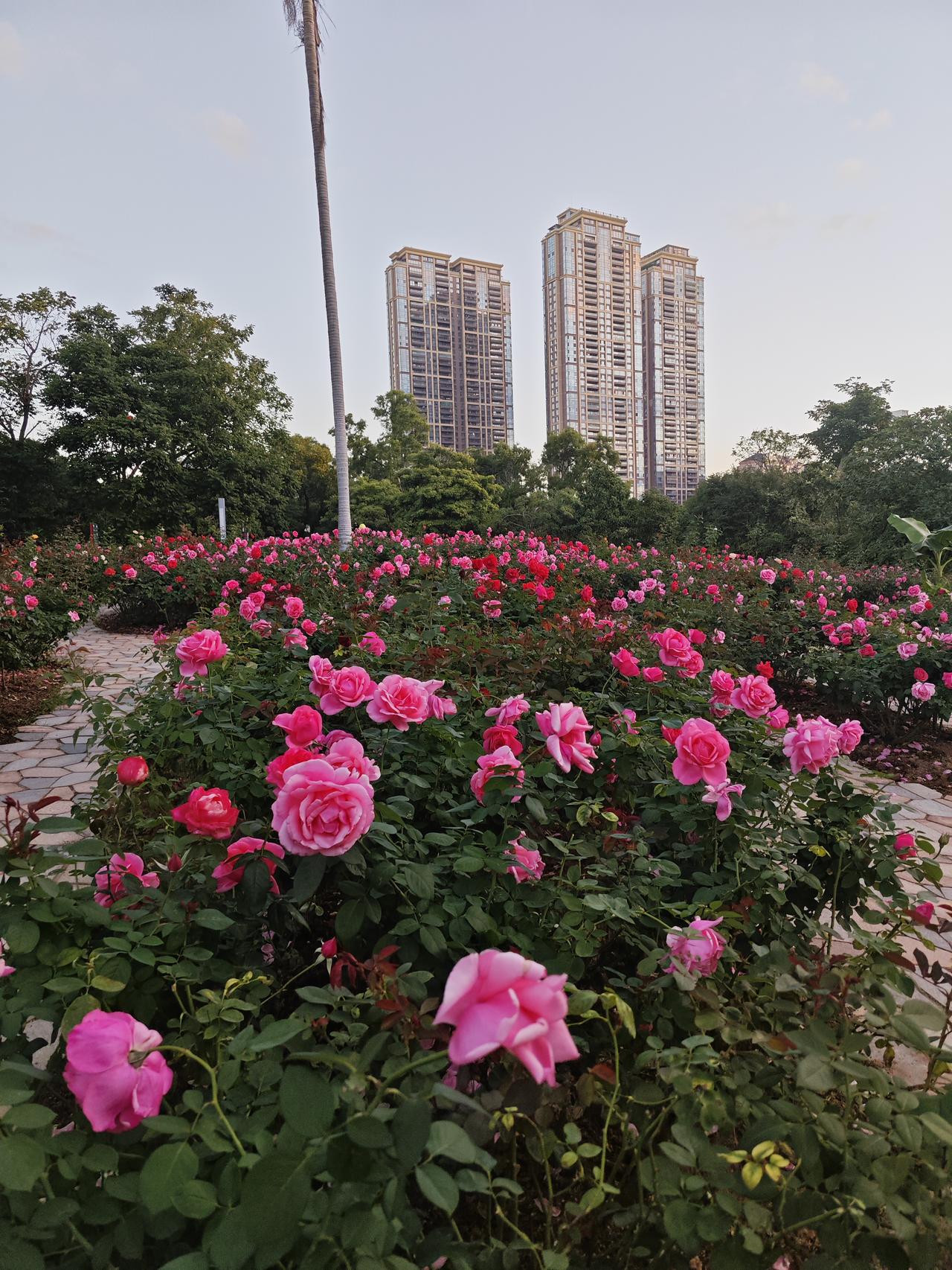 深圳，一座鲜花之城。深圳香蜜公园的玫瑰月季园，花开得正艳，天气也相当不错，阳光灿