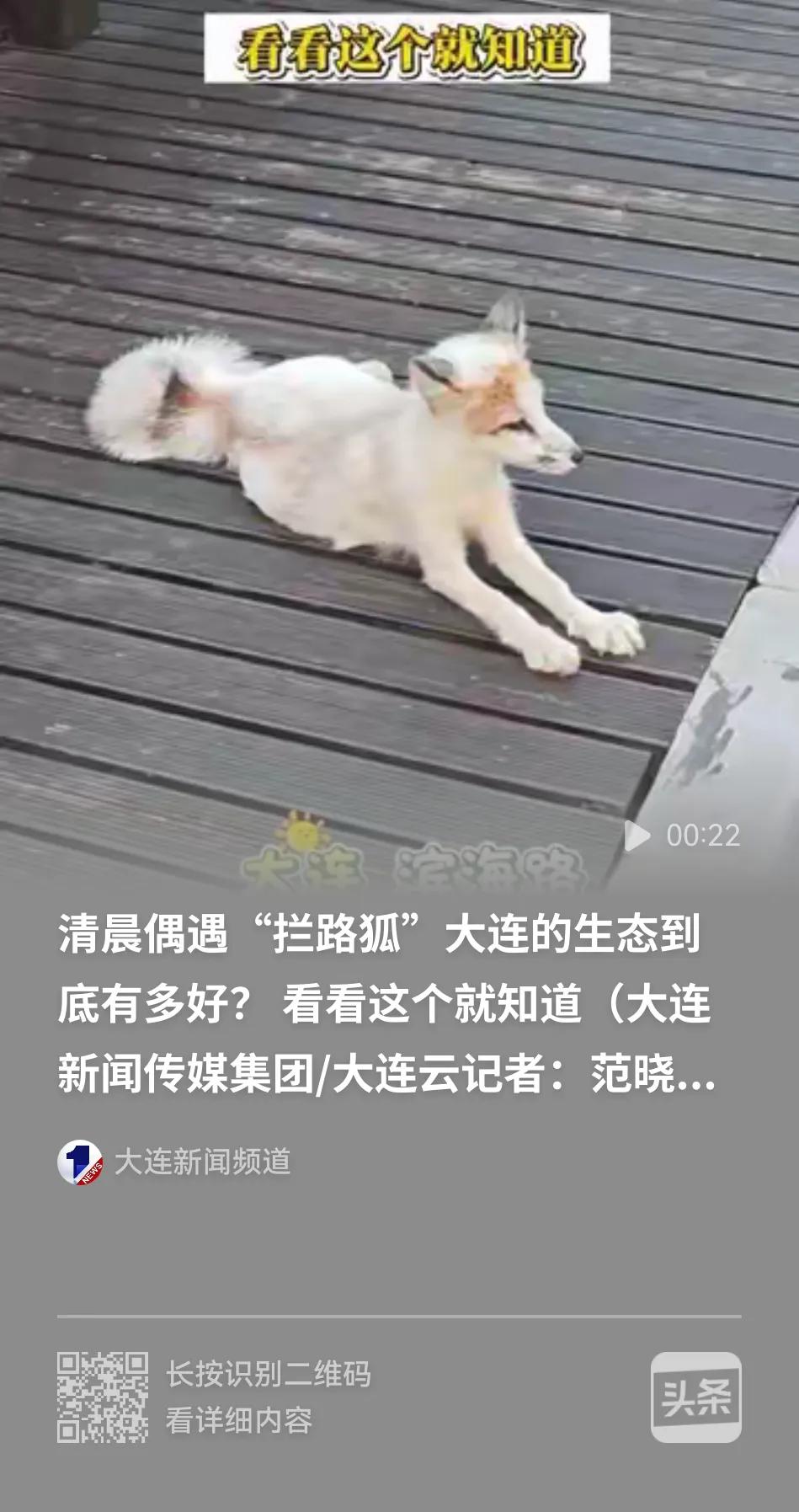 大连自然环境好不好，废话不多说，用事实证明！现在的大连，野生动物不怕人，已经成为