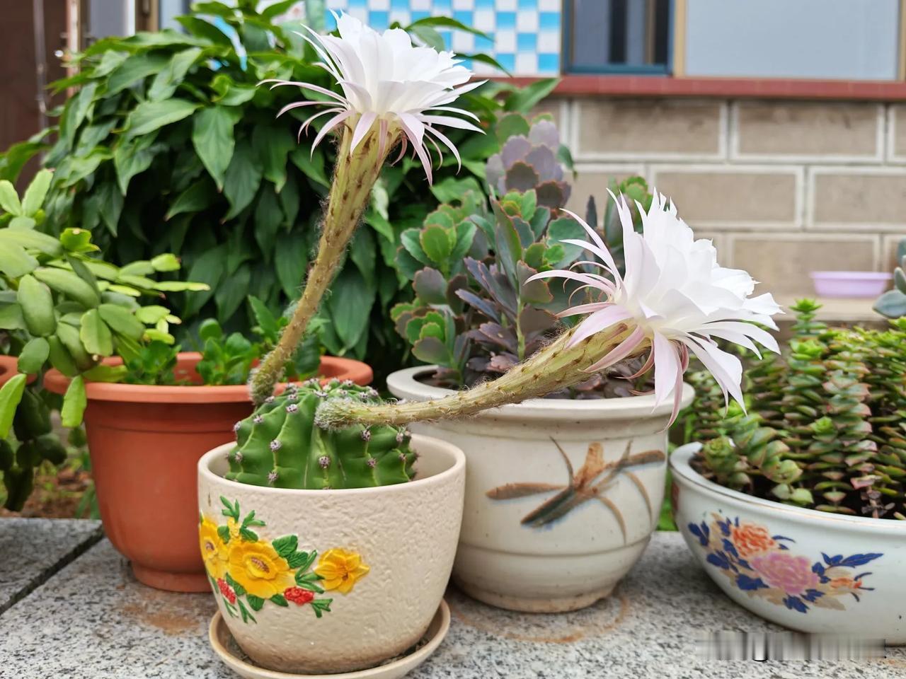 一年两度开花，每次2朵，小小的仙人球，你受累了！
这一次，它在晚上静悄悄地盛开，