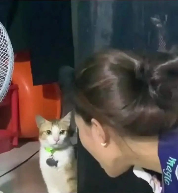 猫咪好像更讨厌外人了