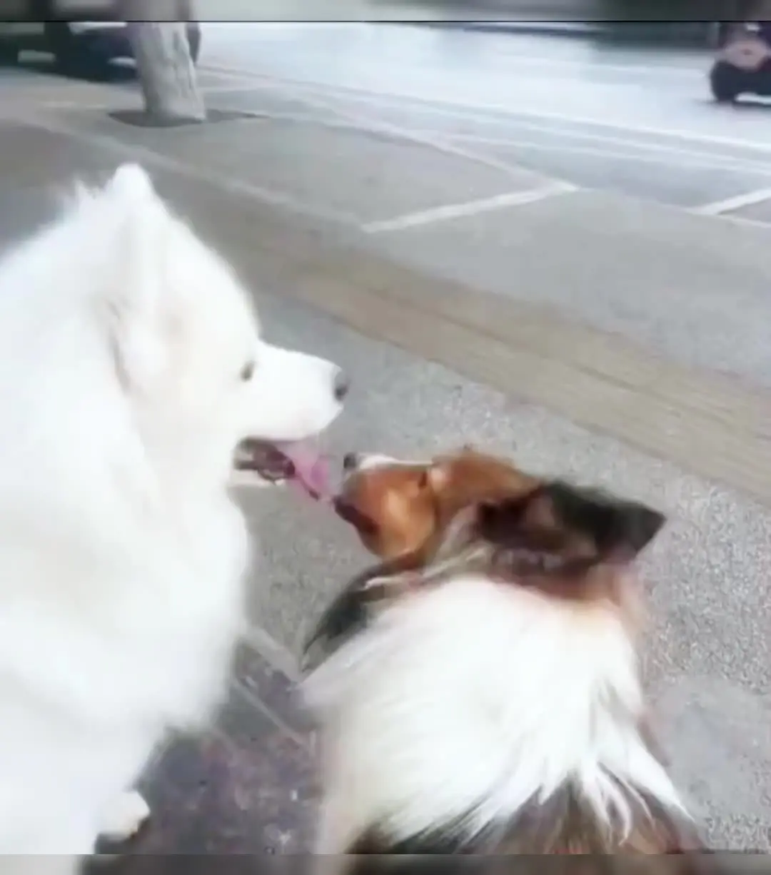 动物的迷惑行为 猫咪的迷惑行为 狗子的迷惑行为