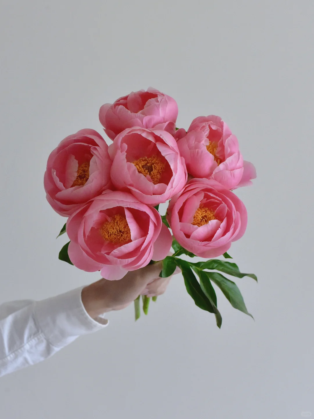 芍药·鲑鱼雪纺