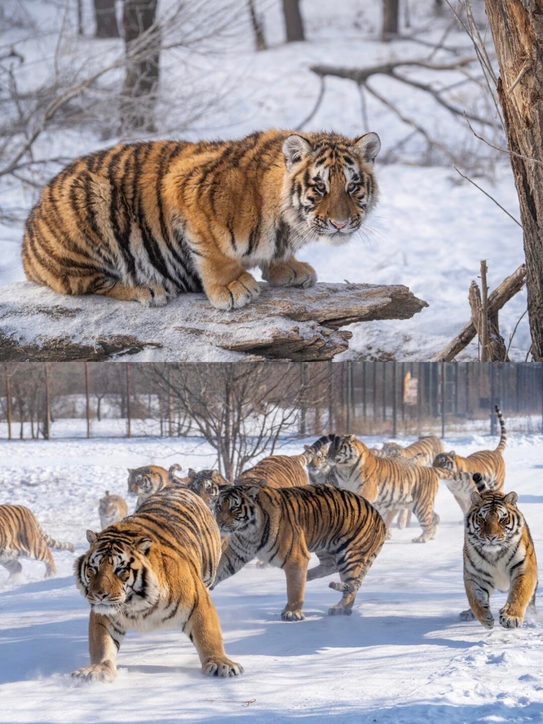 哈尔滨的猫咪也是加大号版  这大猫咪我看看谁还不服气，老虎这辈子也没有想过，大家