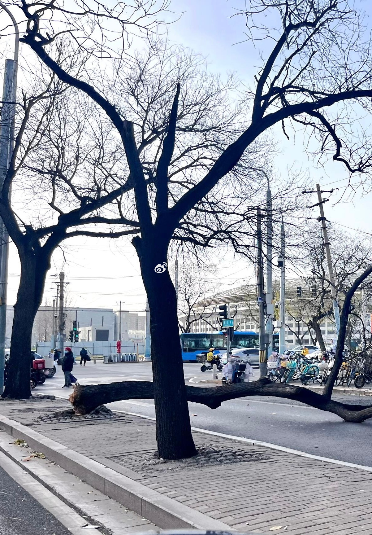 大风工体门口，树被大风“放倒”！ 