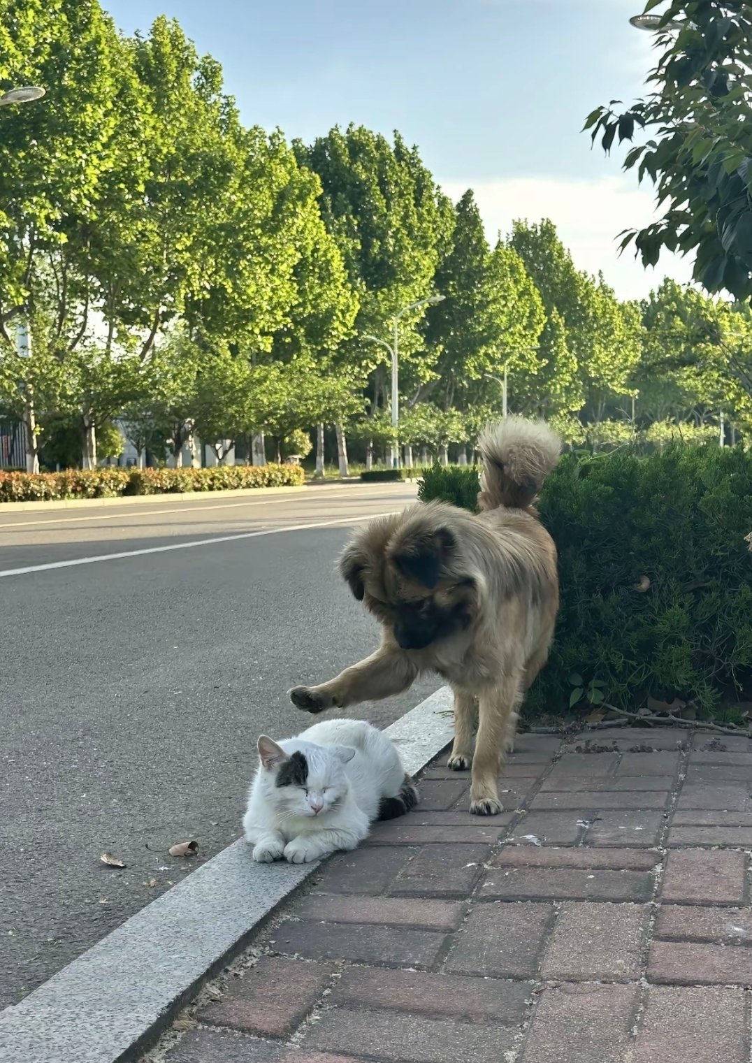 谁都喜欢撸小猫，小狗也不例外
