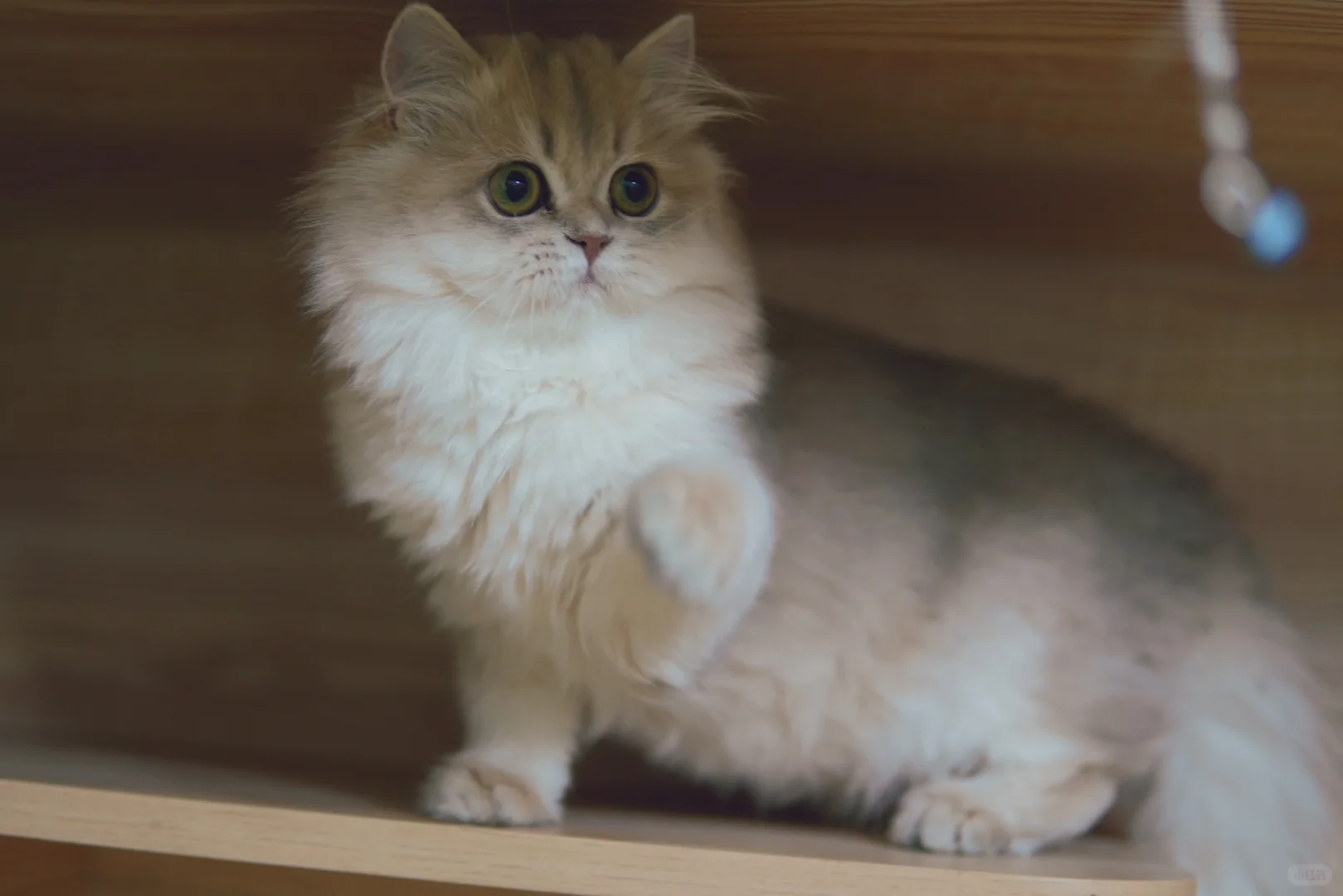猪妹妹来啦