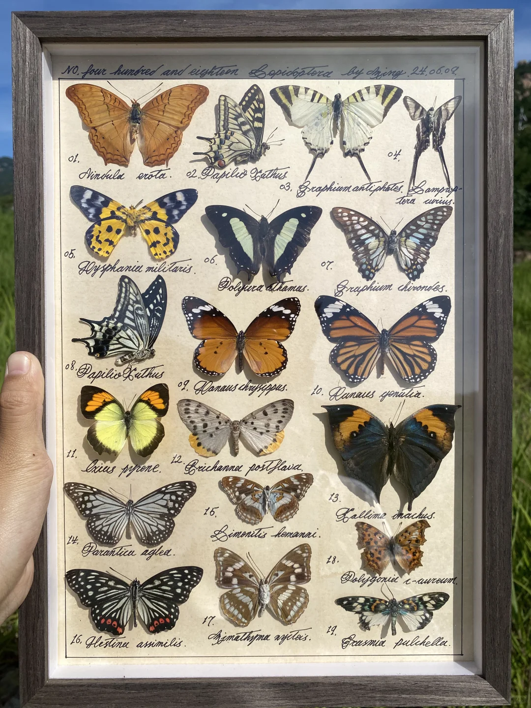 蝴蝶标本图鉴一幅 编号418